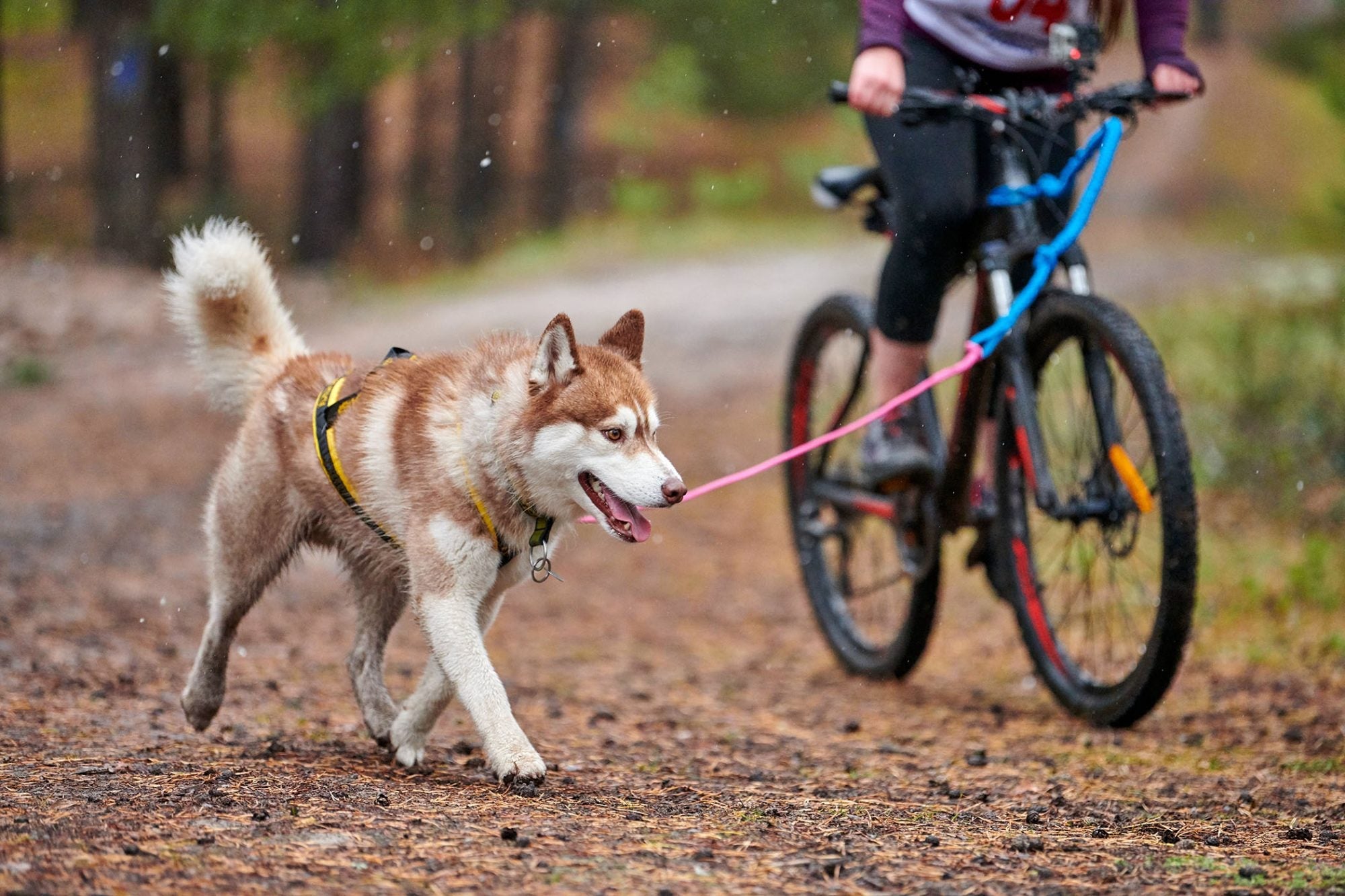 What is the Best Way to Bicycle with Your Dog? - Urban Cycling Apparel