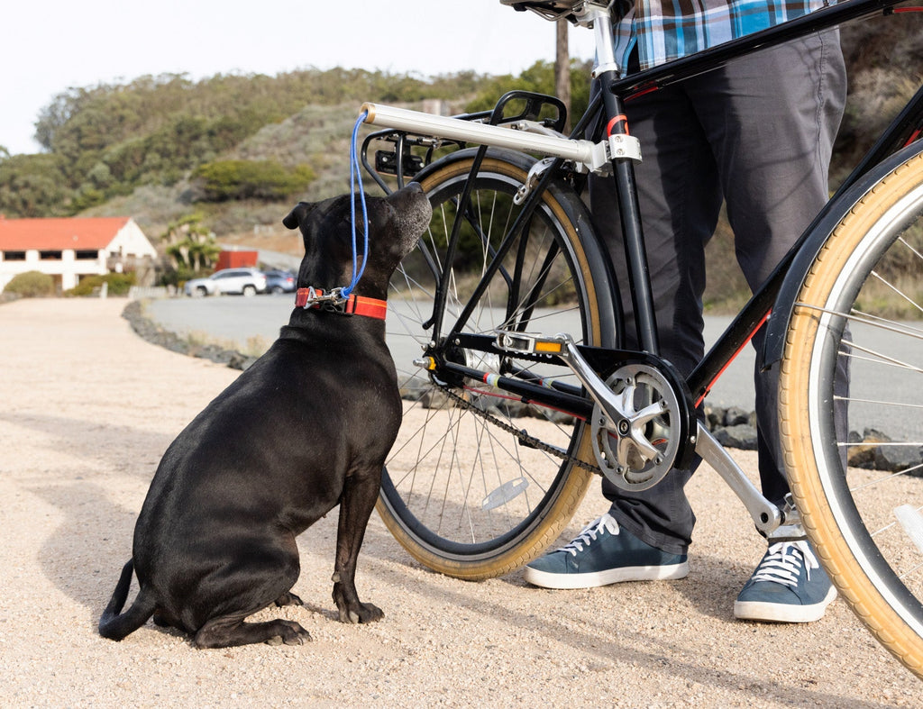 MBB Dog Runners - UrbanCycling.com